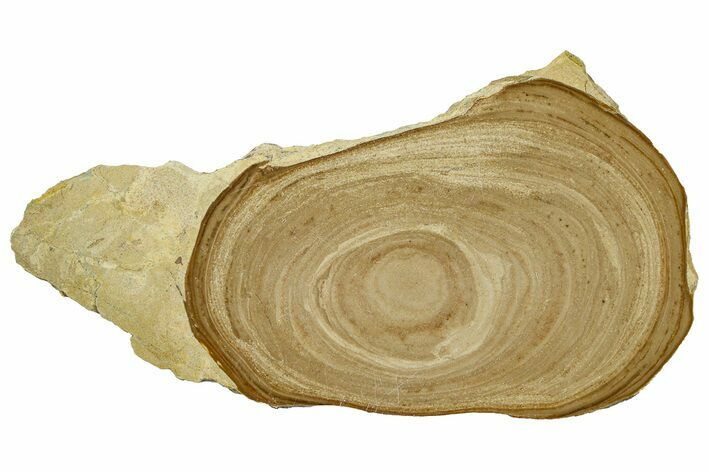Polished Devonian Domal Stromatolite Slab - Russia #365092